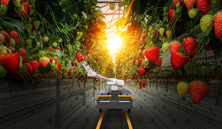 Industrial growth of strawberries in a Dutch greenhouse