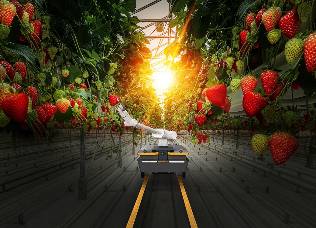 Industrial growth of strawberries in a Dutch greenhouse