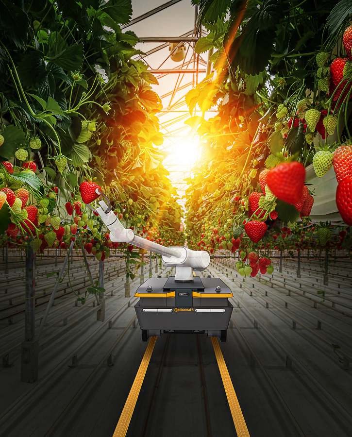 Industrial growth of strawberries in a Dutch greenhouse